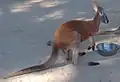 A kangaroo at the zoo