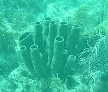 Tube sponge, Agelas conifera at Snapper Ledge