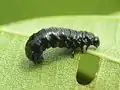Larva of the alder leaf beetle