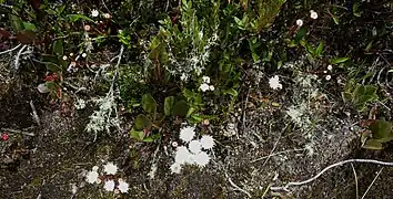 Ageratina tinifolia