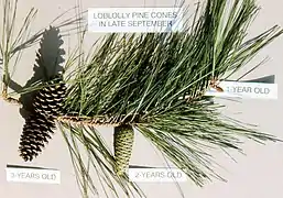 Loblolly pine branch with cones of different ages; 2-yr old cones will disperse seeds during fall and winter.