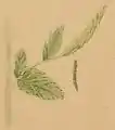 A leaf tip of Anthriscus sylvestris folded by larva