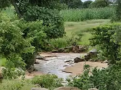 A river bed surrounded by lush vegetation