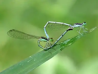 Mating pair (female androchrome)