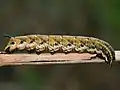 Larva of Agrius convolvuli