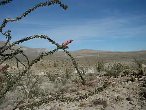 Eastern view with blooming ocotillo