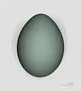 egg