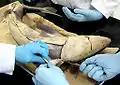 Dissection of a spiny dogfish