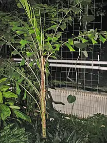 A small palm stands in front of a square-mesh wire fence. The leaves are arranged somewhat loosely along the stem, not tightly clustered as they are in many other palms. Only the lower portion of the stem is free of leaves and that area is grey-brown with green tissue showing through in several places, most notably at the old leaf scars which encircle the stem at regular intervals. The stem and leaves are covered with long spines. The leaflets are wedge-shaped – narrow at the base, much broader towards the ends, but then narrowing again towards their tips.