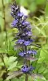 Blue bugle (Ajuga genevensis)