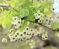 Silver Bells Akebia flowers