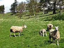 Picture of sheep in a field to the north of Akeld. Agriculture has been the main industry of Akeld for most of its history.