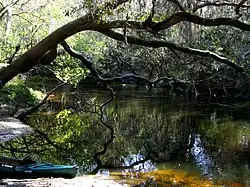 On the Alafia River near Lithia Springs Park