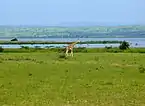 Giraffe by the lake
