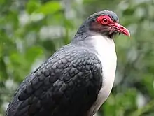 side view of pigeon with greyish upperparts, a whitish breast, and reddish skin near the eye