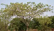 National tree (Albizia lebbeck)