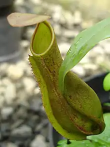 Lower pitcher with green peristome