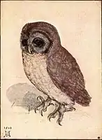 The Little Owl, 1506, by Albrecht Dürer