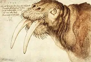 Albrecht Dürer - Drawing of a walrus, 1521