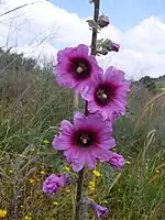 Alcea setosa