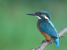 Common kingfisher