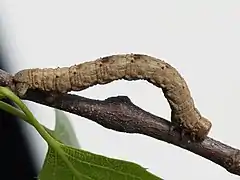 Caterpillar