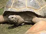 Photograph of the head and forequarters of a giant tortoise