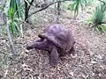 A non-indigenous Aldabra giant tortoise, brought to Île aux Aigrettes to take over the ecological role of the extinct Mauritian tortoises