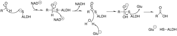 Mechanism of Aldehyde Dehydrogenase