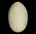 Egg of Alectura lathami