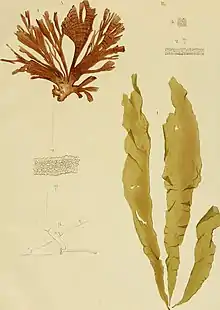 Stypopodium multipartitum (figs. 1-3)