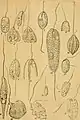 Anisonema, Petalomonas, Notosolenus, Scytomonas and Tropidoscyphus spp. (Sphenomonadales); Heteronema, Dinema and Entosiphon spp. (Heteronematales)