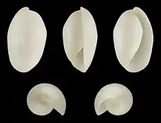 Aliculastrum cylindricum shell