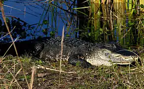 An American alligator near the campground