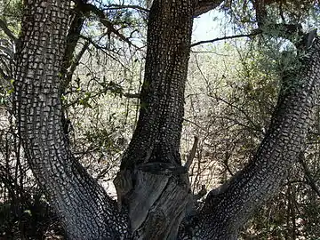 Split form of trunk