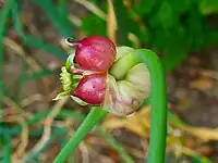 Bulbs (top-setting, grown in lieu of flowers)