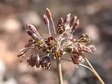 "Allium tardiflorum" found at Mount Carmel, Israel