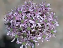 "Allium tel-avivense" at the Freiburg Botanical Garden