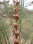 New growth female plant