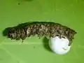 Young larva