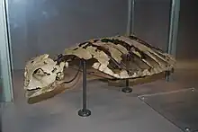 Extinct sea turtle Allopleuron hoffmani