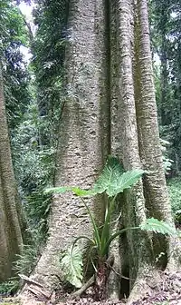 Alocasia brisbanensis (cunjevoi) growing at Dorrigo National Park, Australia