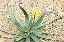 Aloe citrea, Madagascar