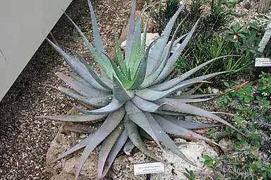 Leaf rosette in the New York Botanical Garden, Bronx