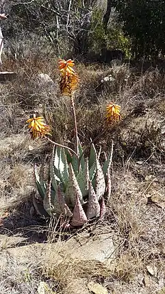 Hybrid of Aloe peglerae and Aloe marlothii