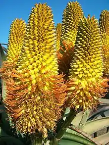 Aloe thraskii; endemic to the Maputaland-Pondoland-Albany Hotspot