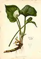 Calla palustrisby Alois Lunzer from The Native Flowers and Ferns of the United States