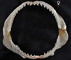 Teeth, female