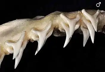 Teeth, male