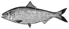 American Shad